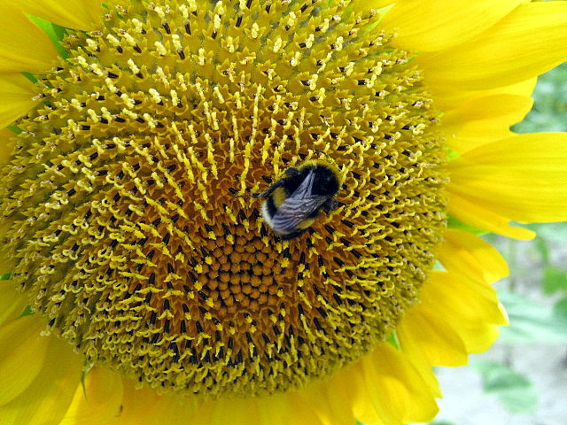 bombo su girasole: Bombus terrestris